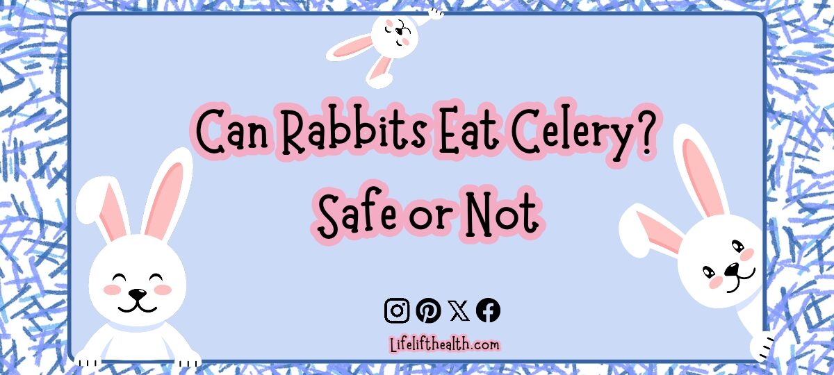 Can Rabbits Eat Celery? Safe or Not