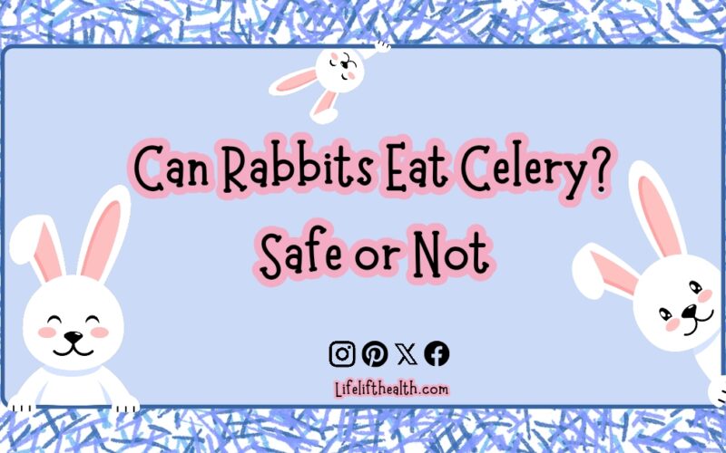 Can Rabbits Eat Celery? Safe or Not