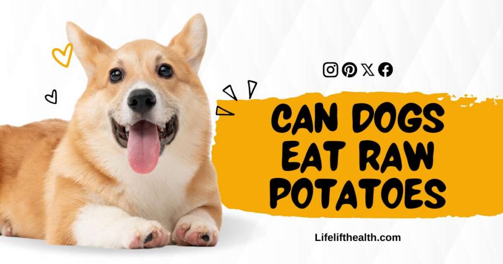 Can dogs eat raw potatoes