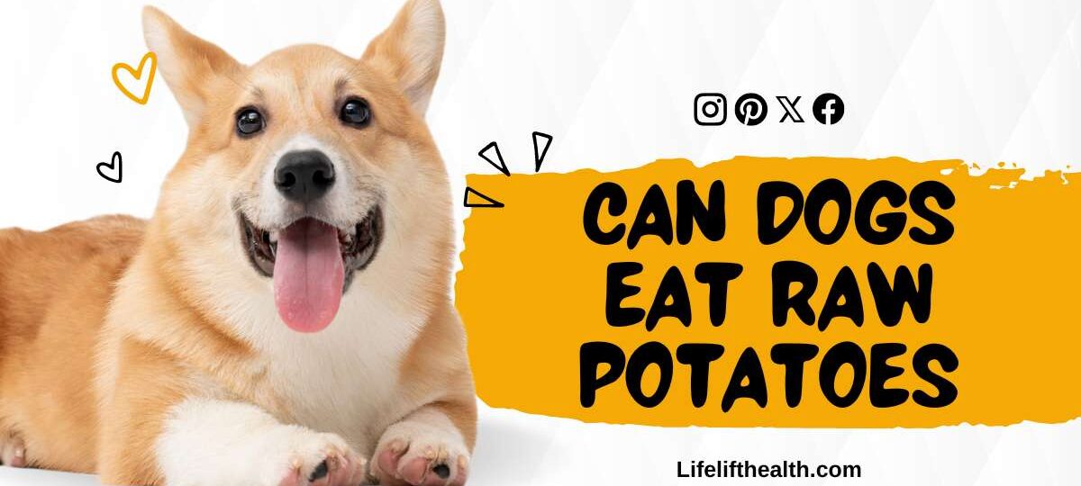 Can dogs eat raw potatoes