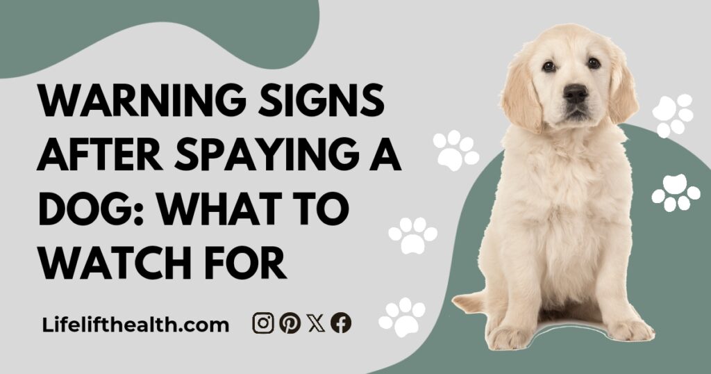 Warning Signs After Spaying a Dog: What to Watch For