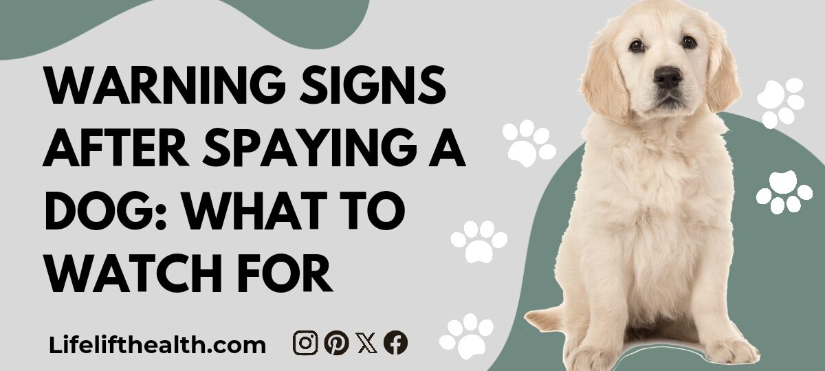 Warning Signs After Spaying a Dog: What to Watch For