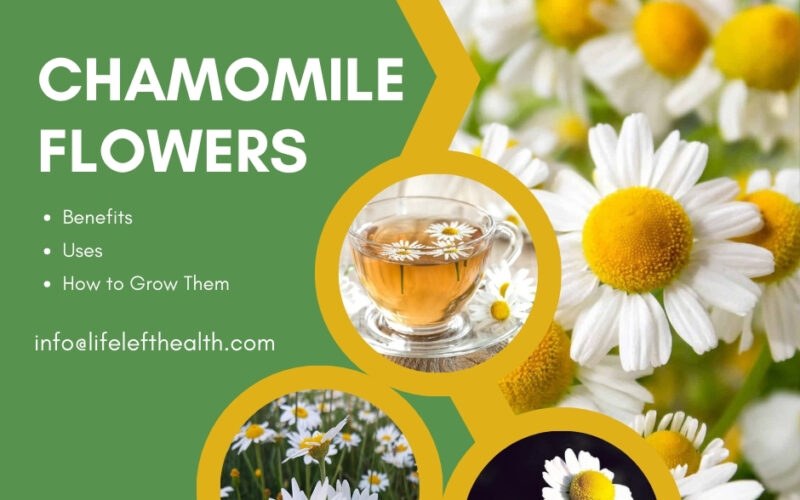 Chamomile Flowers: Benefits, Uses, and How to Grow Them