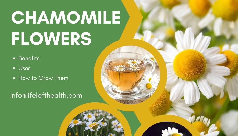 Chamomile Flowers