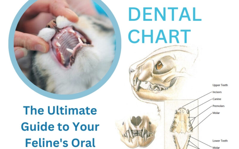 Cat Dental Chart: The Ultimate Guide to Your Feline’s Oral Health