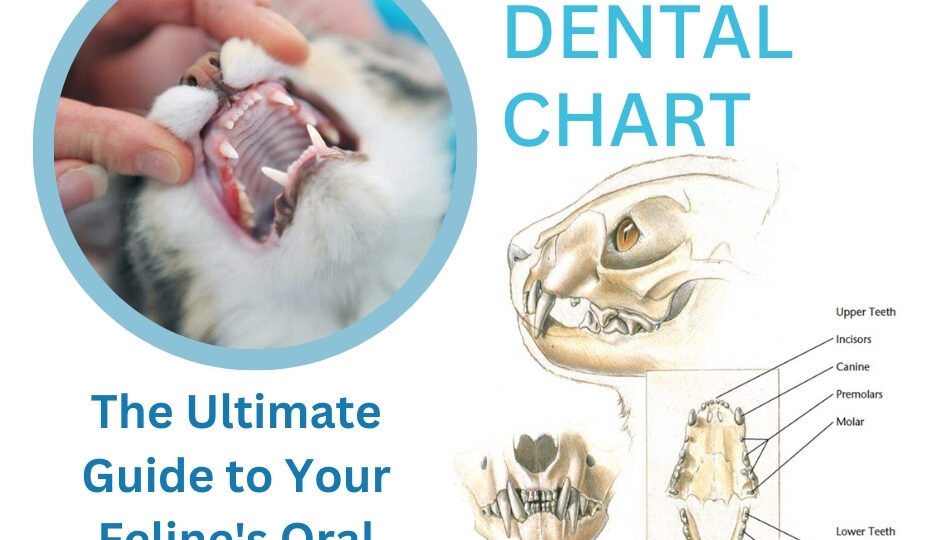 Cat Dental Chart